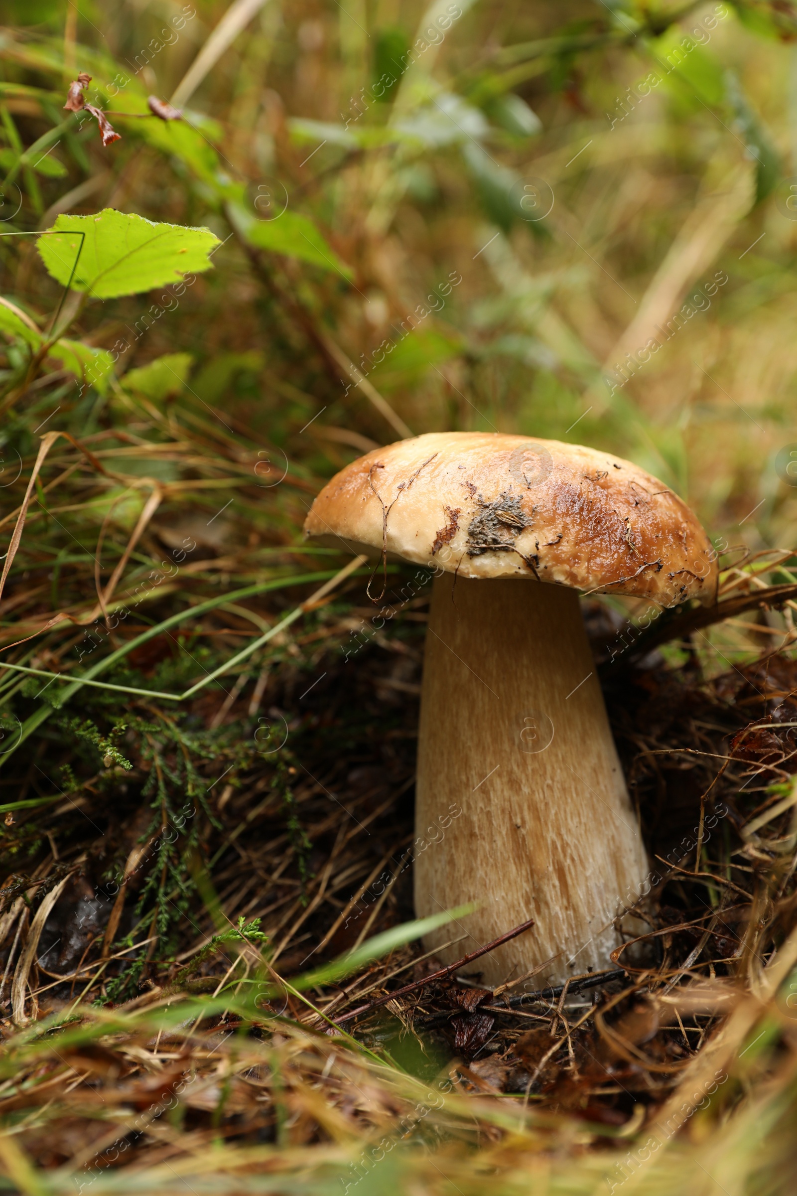 Photo of Fresh wild mushroom growing in forest, closeup