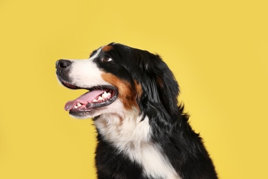 Photo of Funny Bernese mountain dog on color background