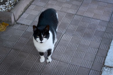 Lonely stray cat on pavement outdoors. Homeless pet