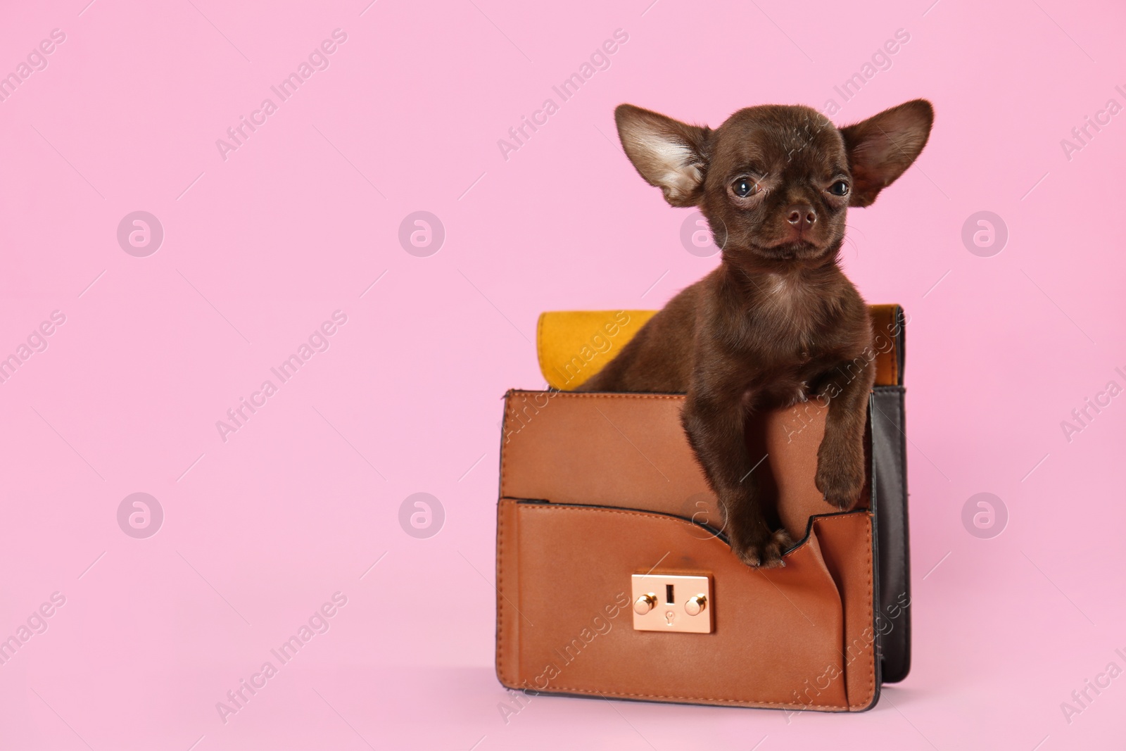 Photo of Cute small Chihuahua dog in female handbag on pink background. Space for text