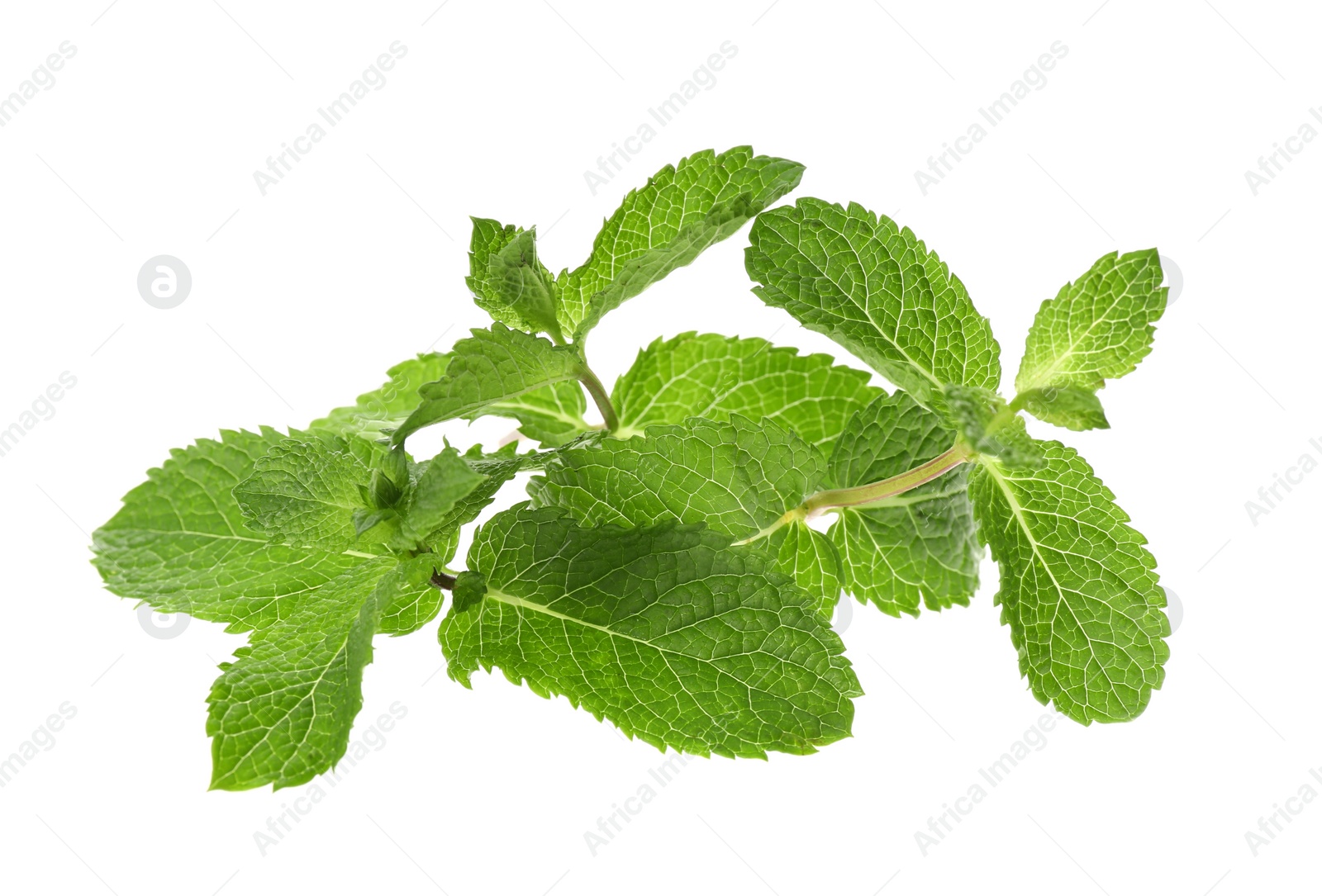 Photo of Leaves of fresh mint on white background