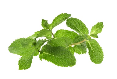 Leaves of fresh mint on white background