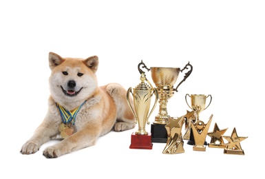 Photo of Adorable Akita Inu dog with champion trophies and medals on white background