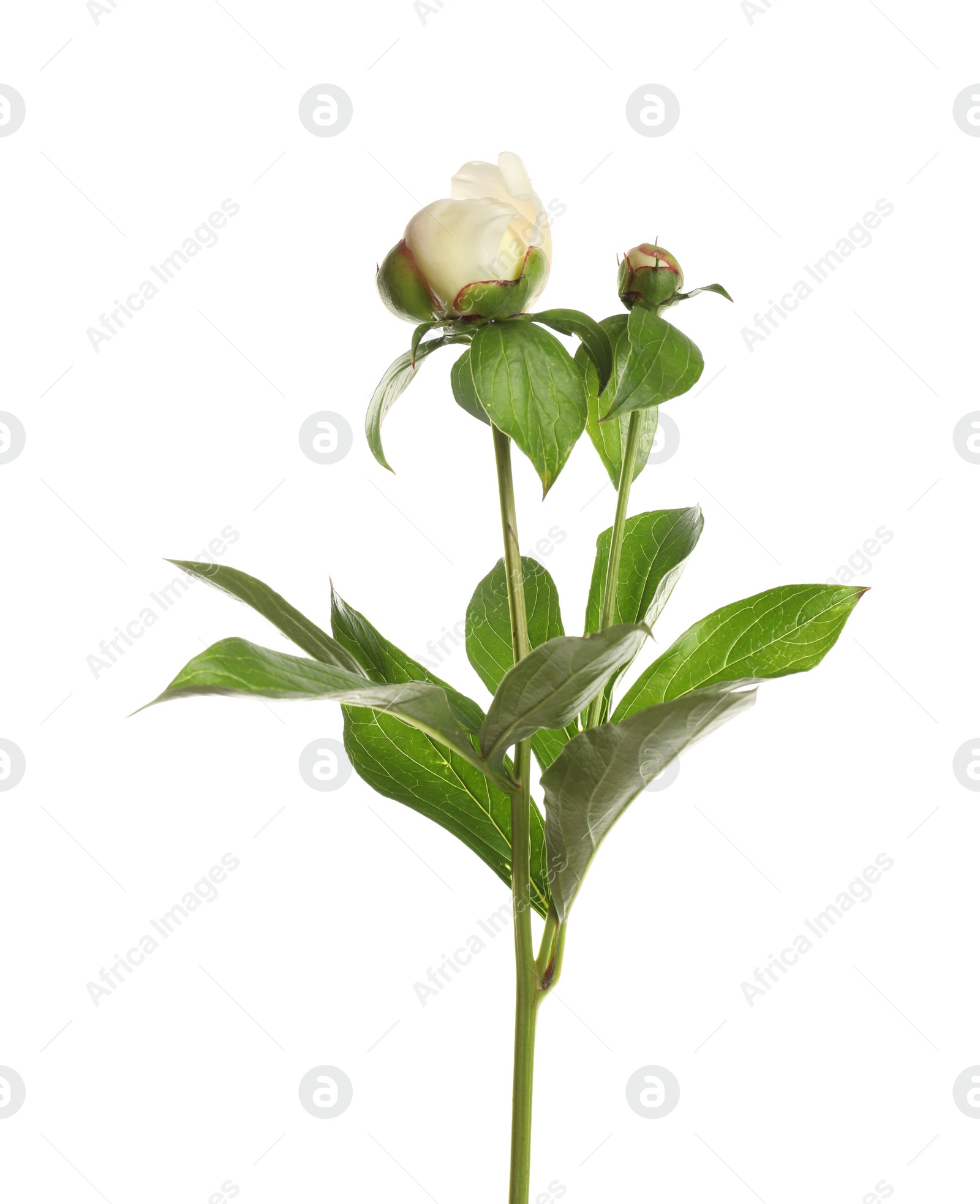 Photo of Peony on white background. Beautiful spring flower