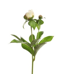 Peony on white background. Beautiful spring flower