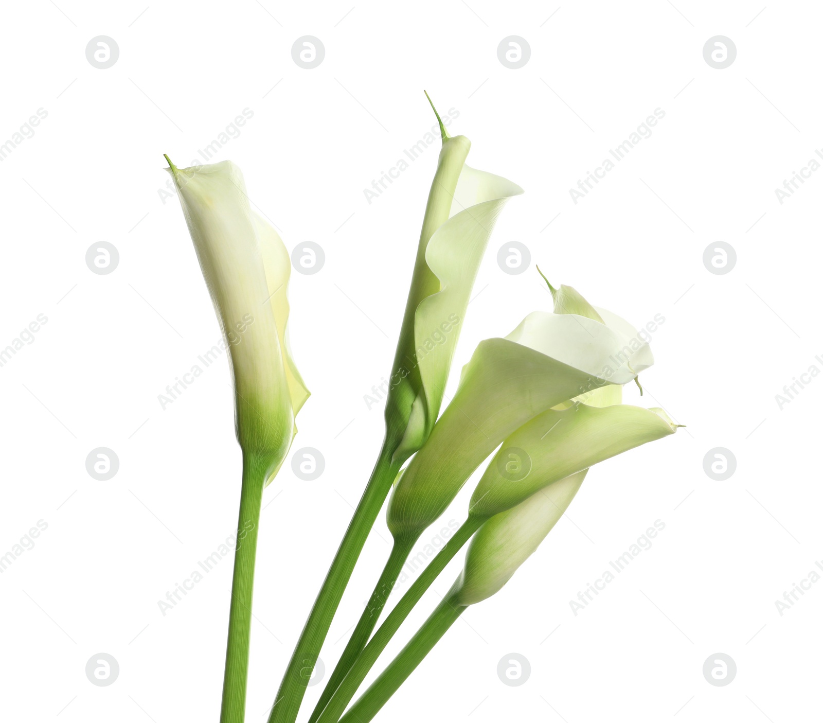 Photo of Beautiful calla lily flowers on white background