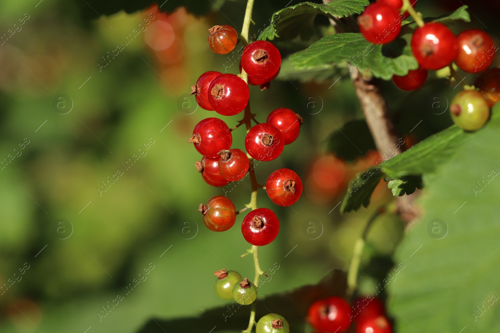 Photo of Closeup view of red currant bush with ripening berries outdoors on sunny day