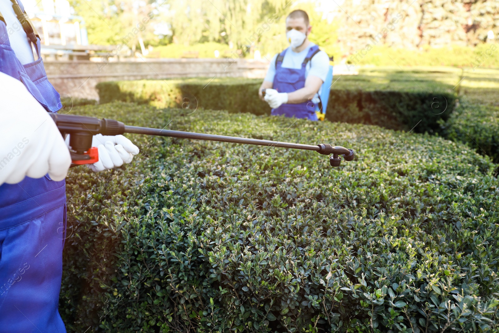 Photo of Workers spraying pesticide onto green bush outdoors, closeup. Pest control