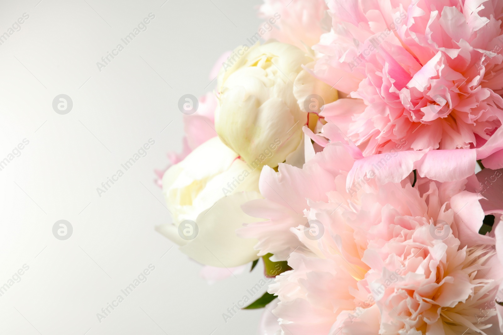 Photo of Beautiful peony bouquet on light background, closeup