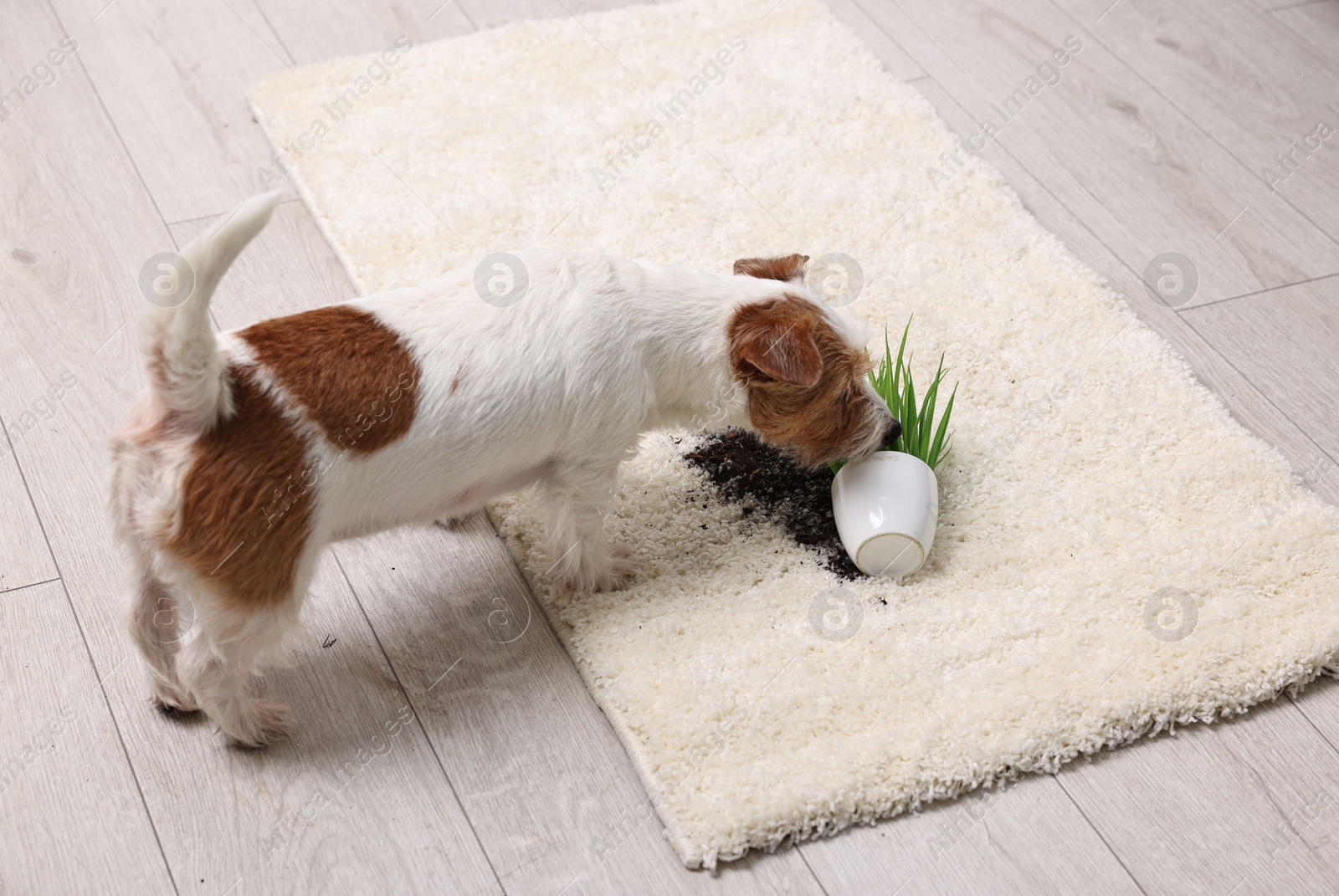 Photo of Cute dog near overturned houseplant on rug indoors