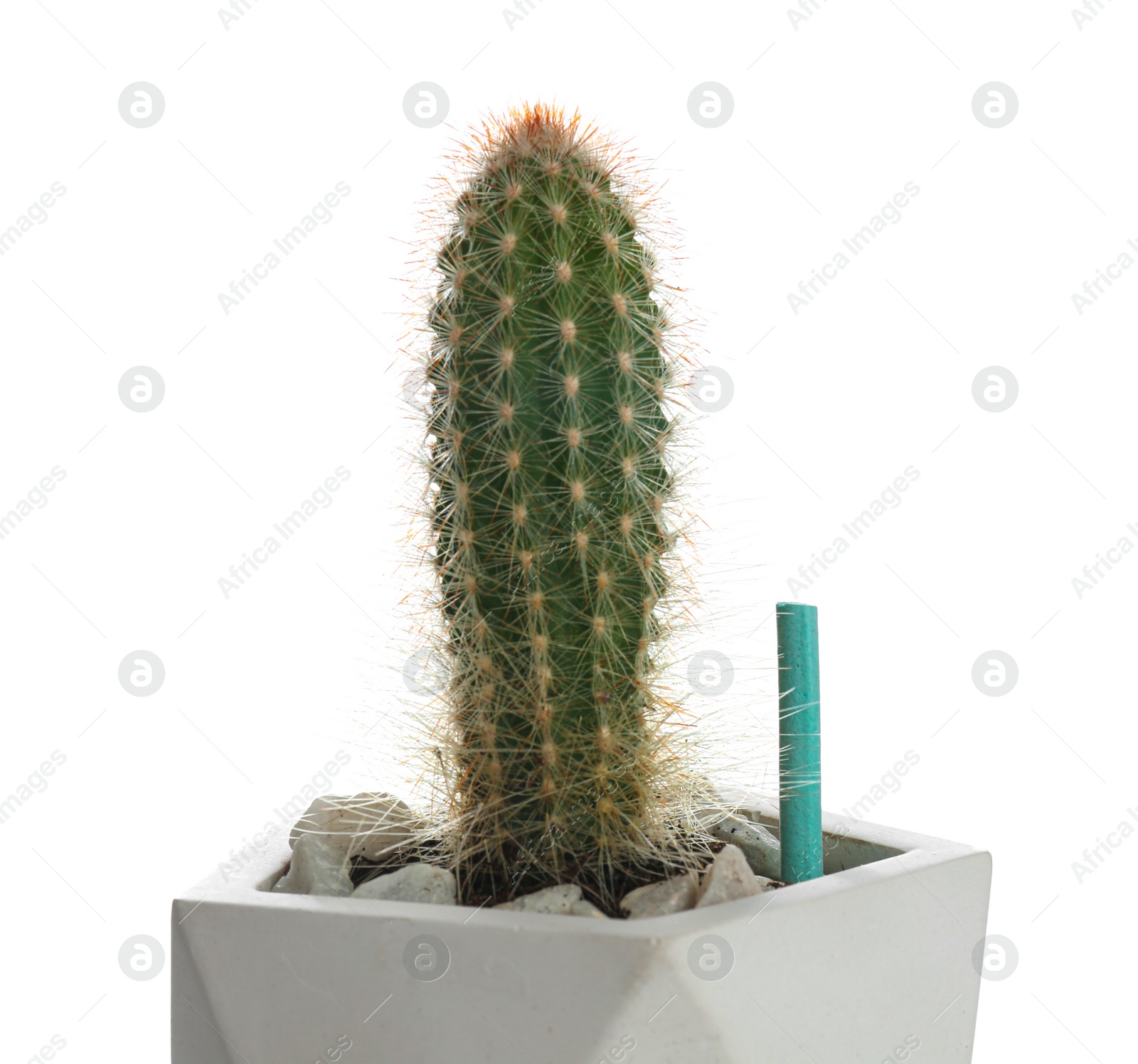 Photo of Beautiful house plant with fertilizer stick on white background