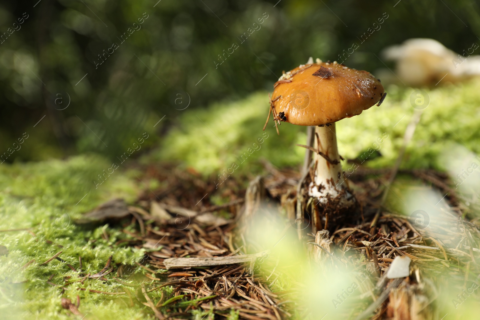 Photo of One poisonous mushroom growing in forest, closeup. Space for text