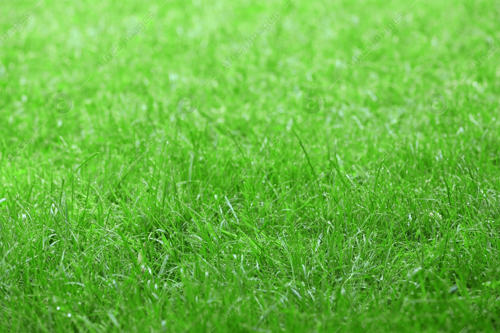 Photo of Fresh green grass with water drops growing outdoors in summer