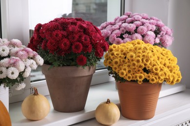 Photo of Beautiful potted chrysanthemum flowers and pumpkins on windowsill indoors