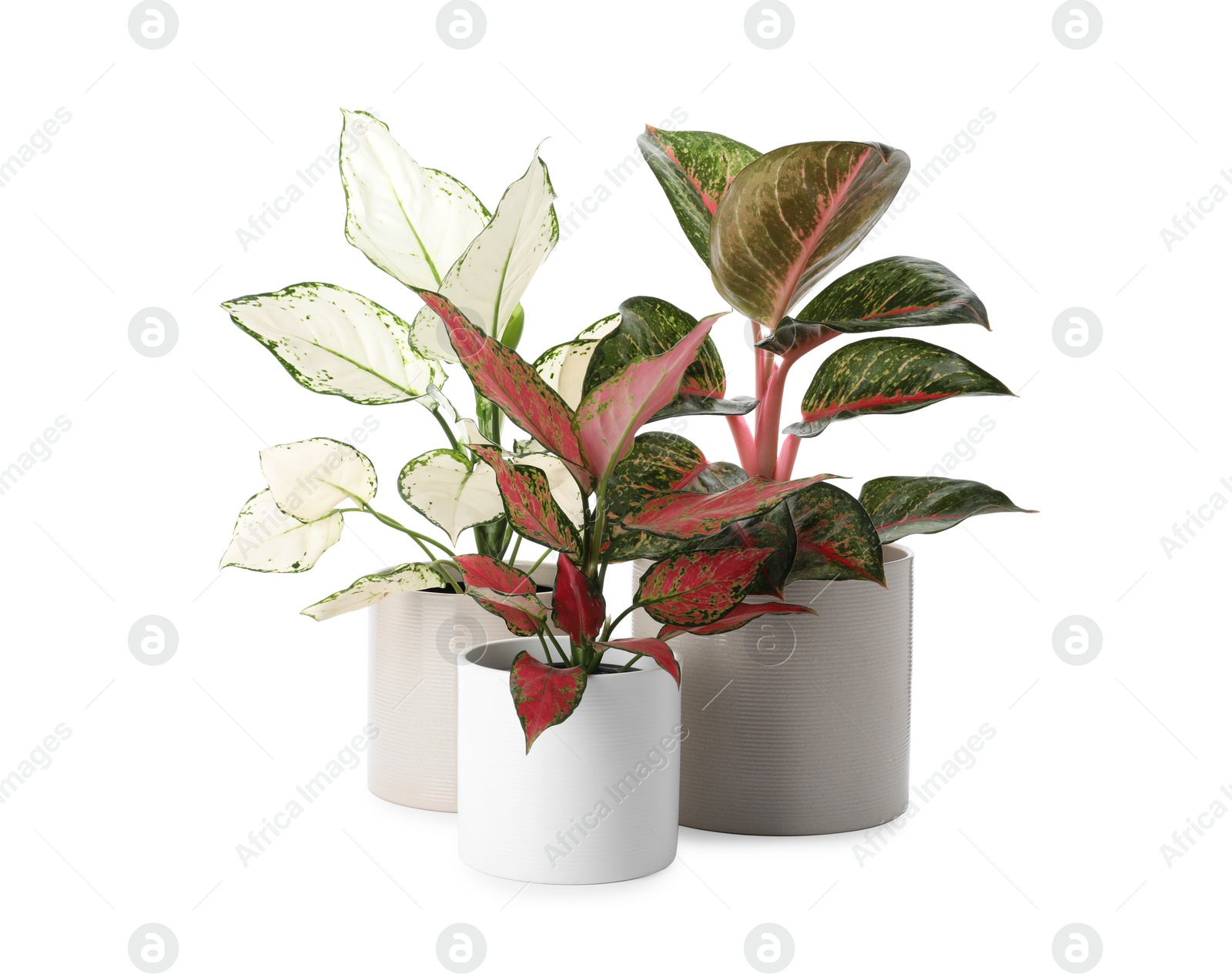 Photo of Beautiful Aglaonema plants in flowerpots isolated on white. House decor