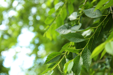 Photo of Closeup view of elm tree with fresh young green leaves outdoors on spring day