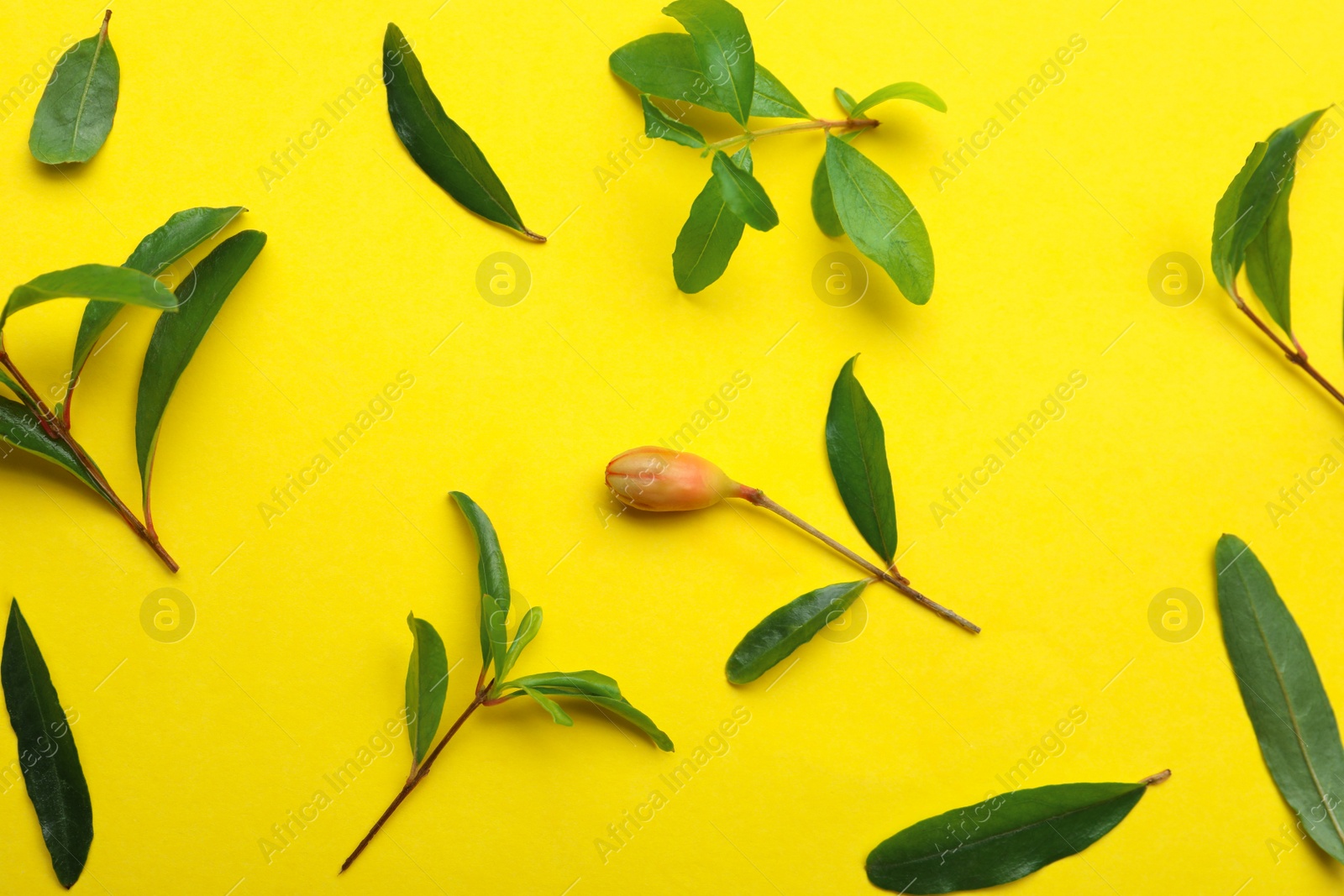 Photo of Pomegranate branches with green leaves and bud on yellow background, flat lay