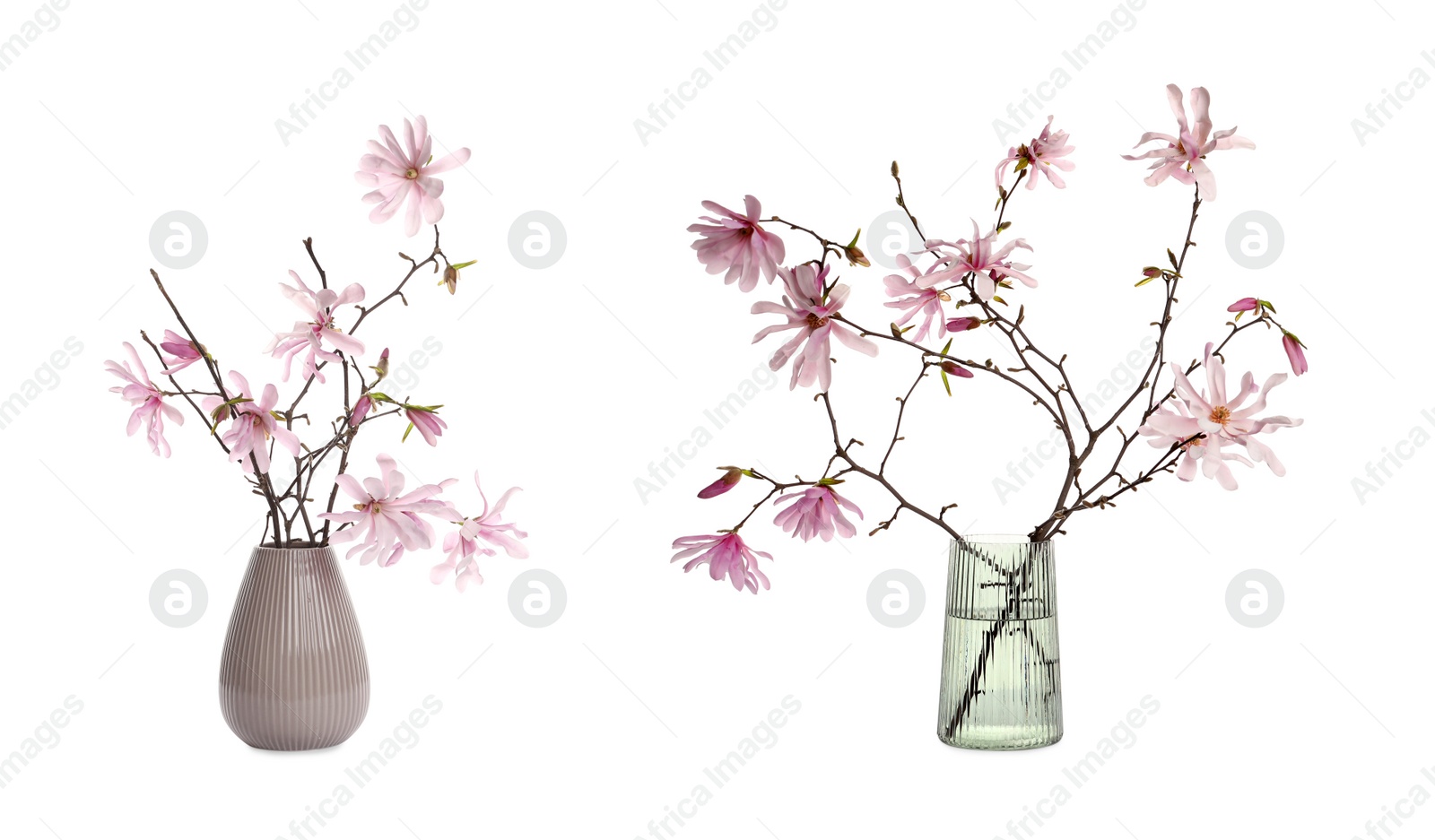 Image of Magnolia tree branches with beautiful flowers in vases on white background