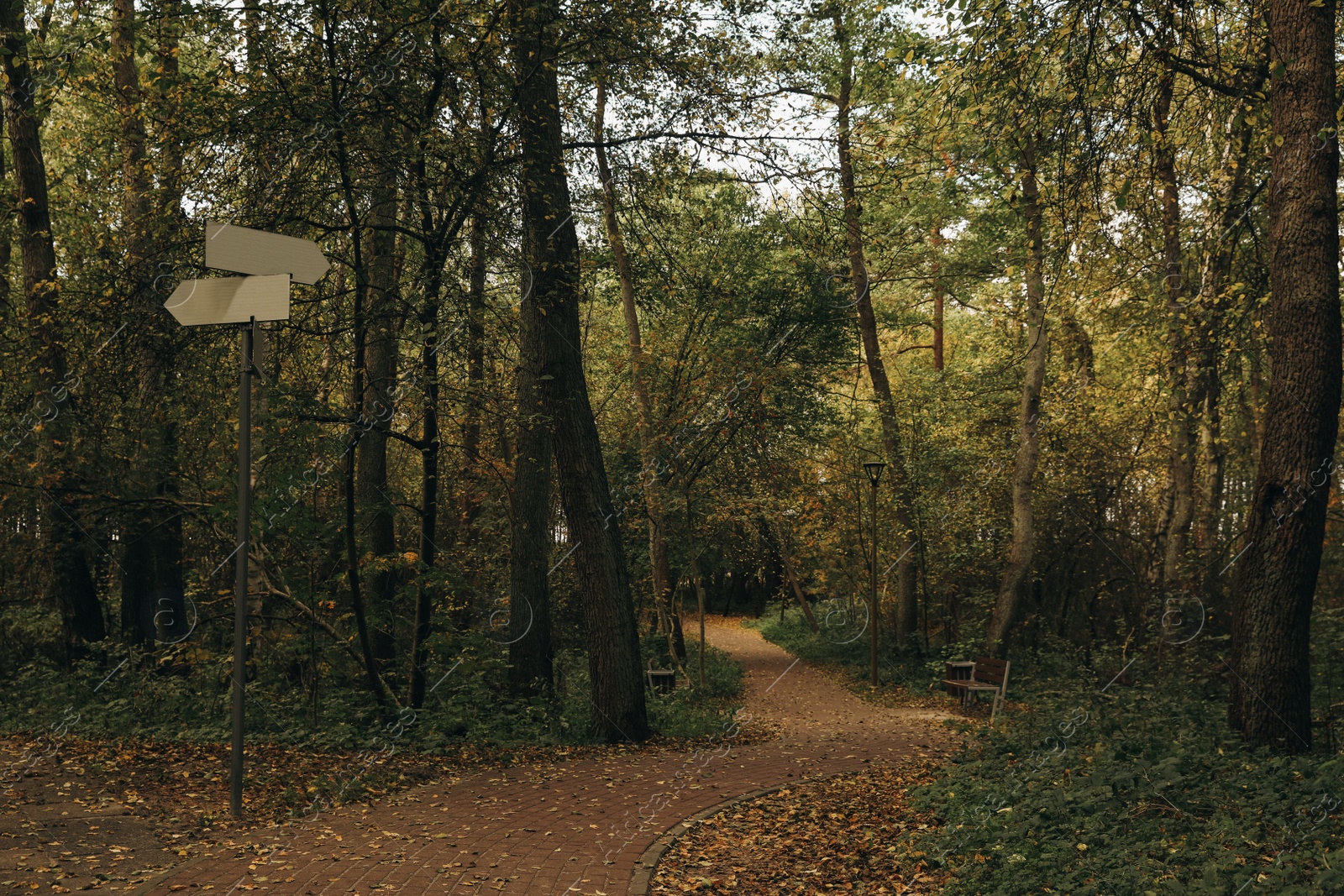 Photo of Many beautiful trees and pathway in autumn park