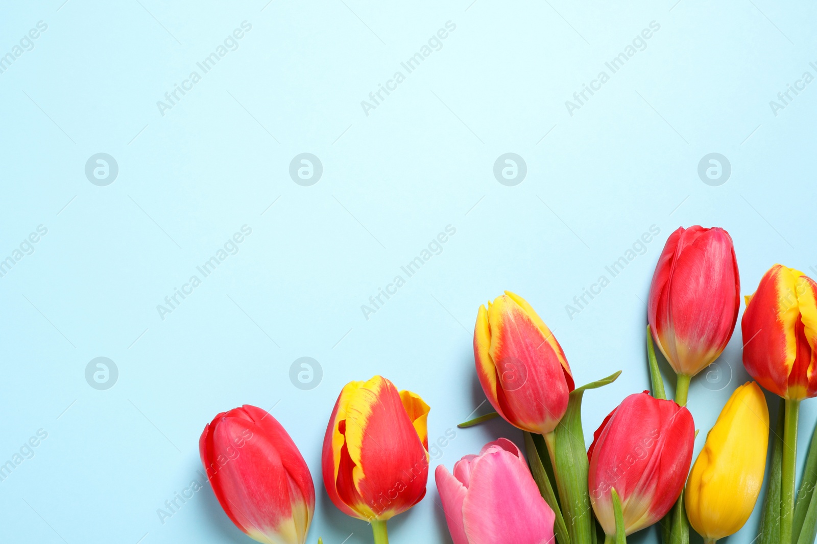 Photo of Beautiful spring tulips on light blue background, flat lay. Space for text