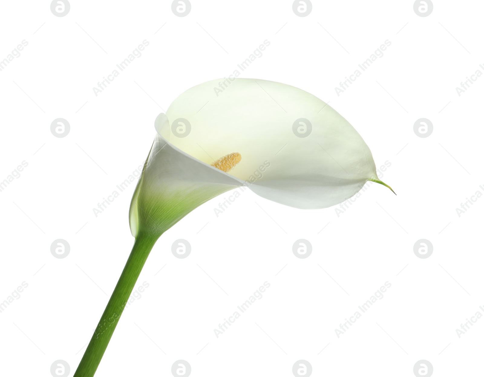 Photo of Beautiful calla lily flower isolated on white