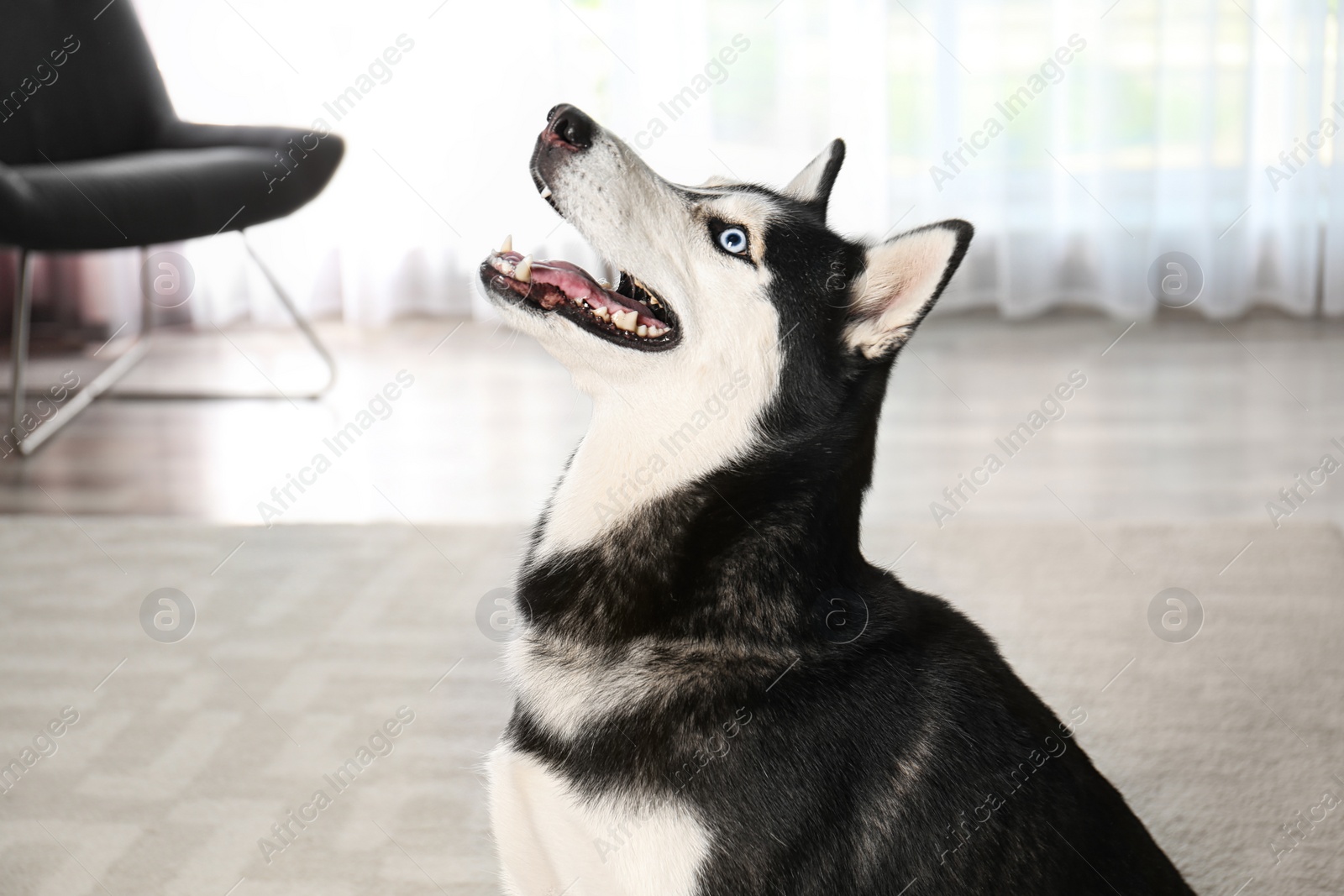 Photo of Cute funny Siberian Husky dog at home