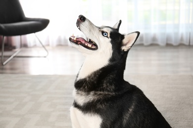 Cute funny Siberian Husky dog at home