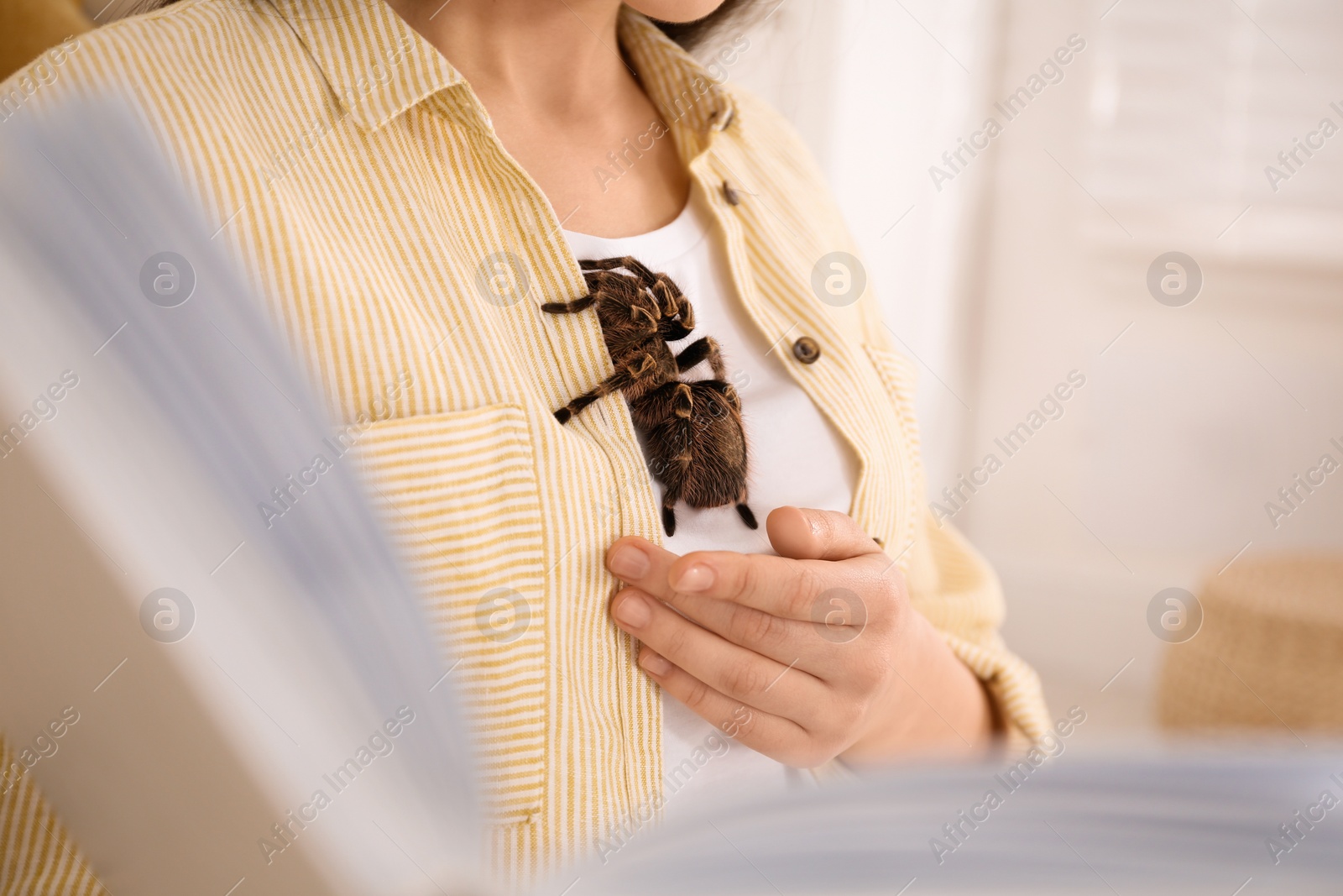 Photo of Woman with striped knee tarantula at home, closeup. Exotic pet