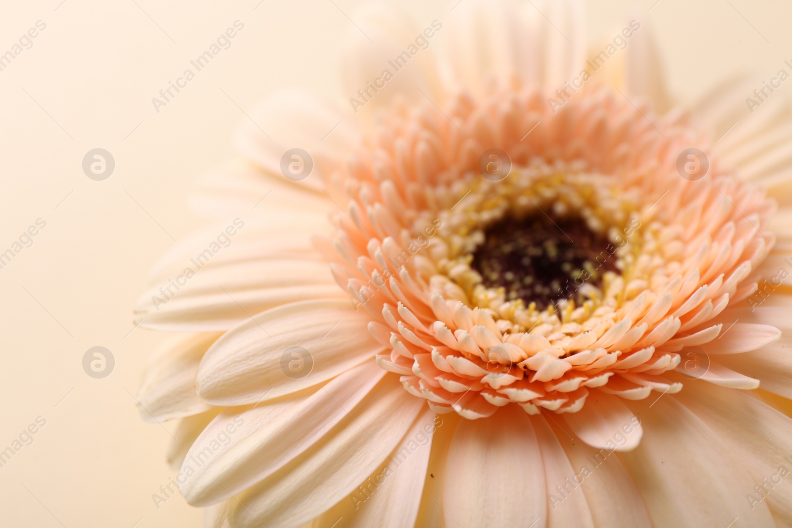 Photo of Beautiful gerbera flower on beige background, closeup