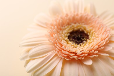 Photo of Beautiful gerbera flower on beige background, closeup