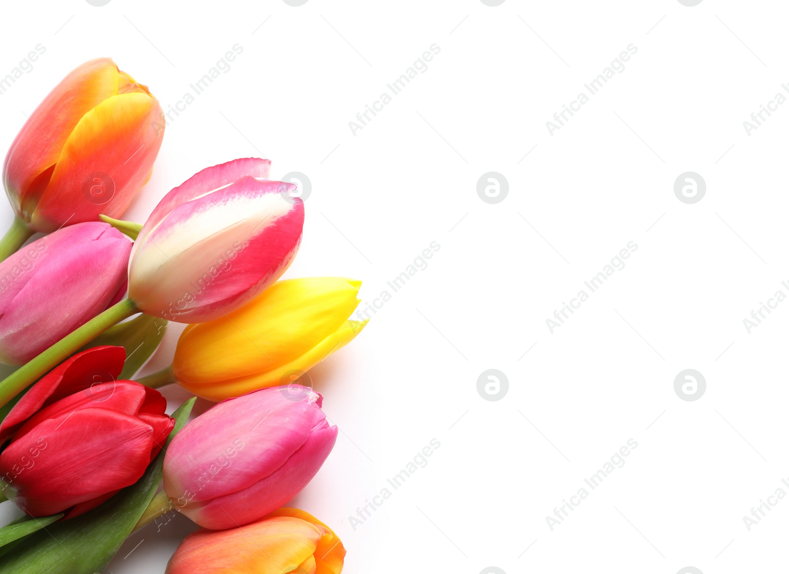 Photo of Beautiful spring tulip flowers on white background, top view