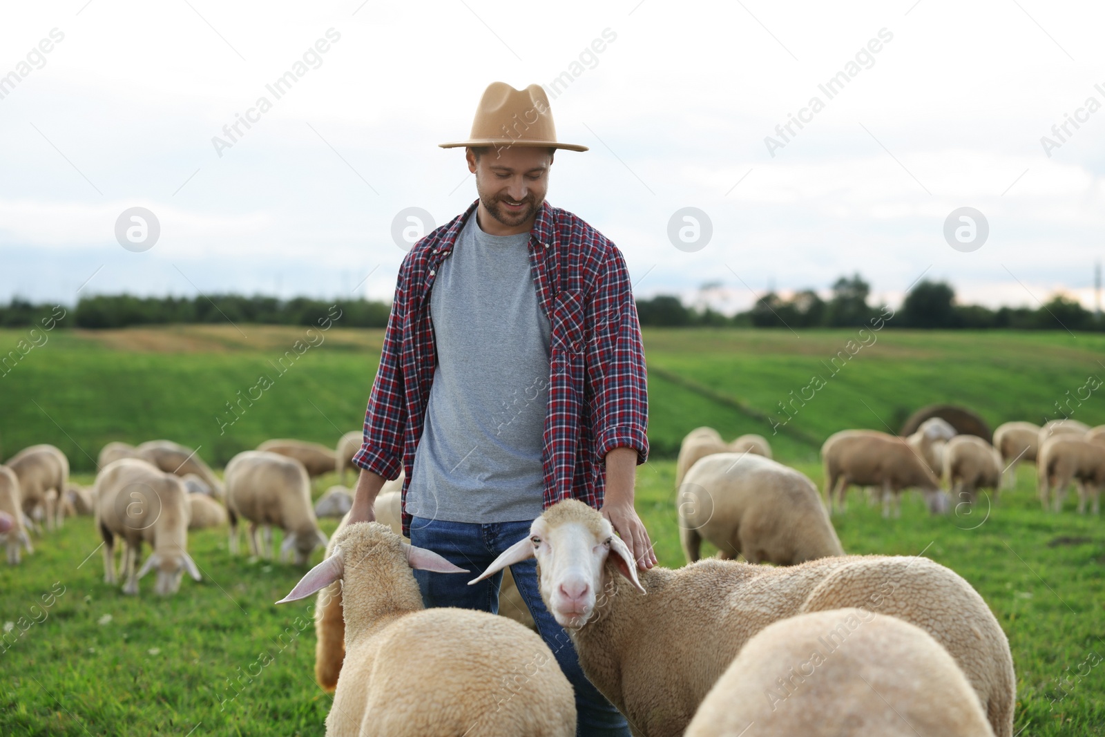 Photo of Smiling man with sheep on pasture at farm