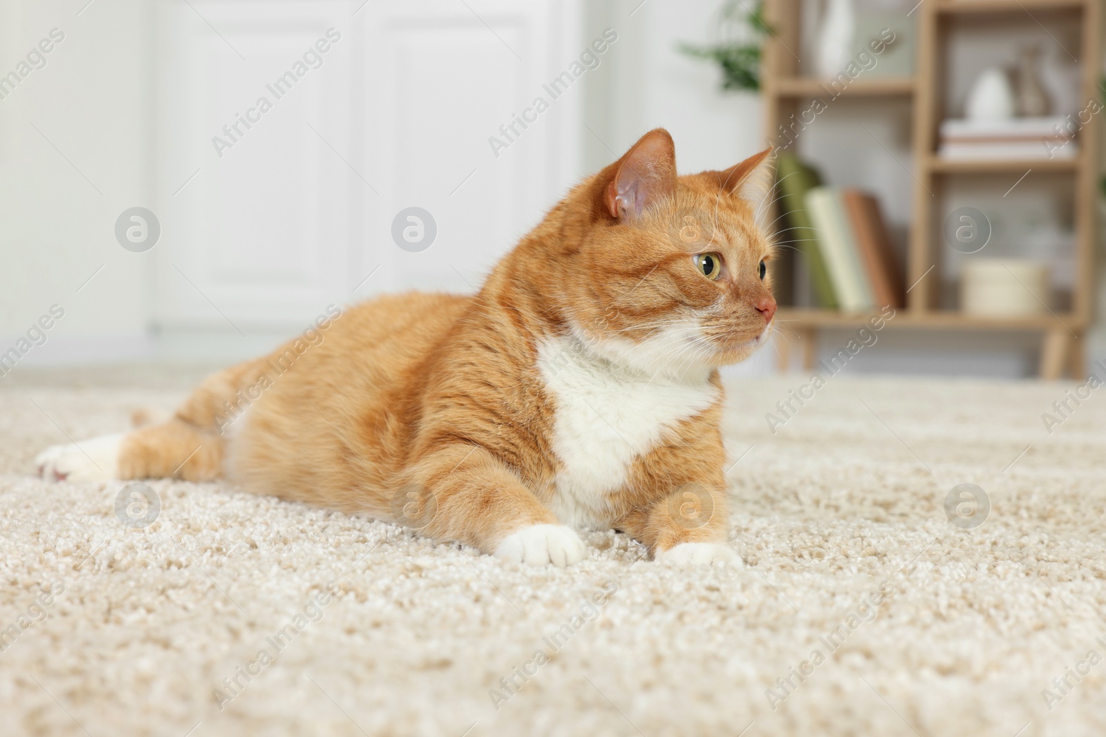 Photo of Cute ginger cat lying on carpet at home