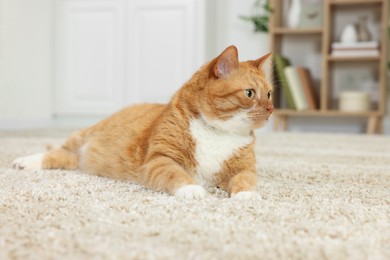 Cute ginger cat lying on carpet at home