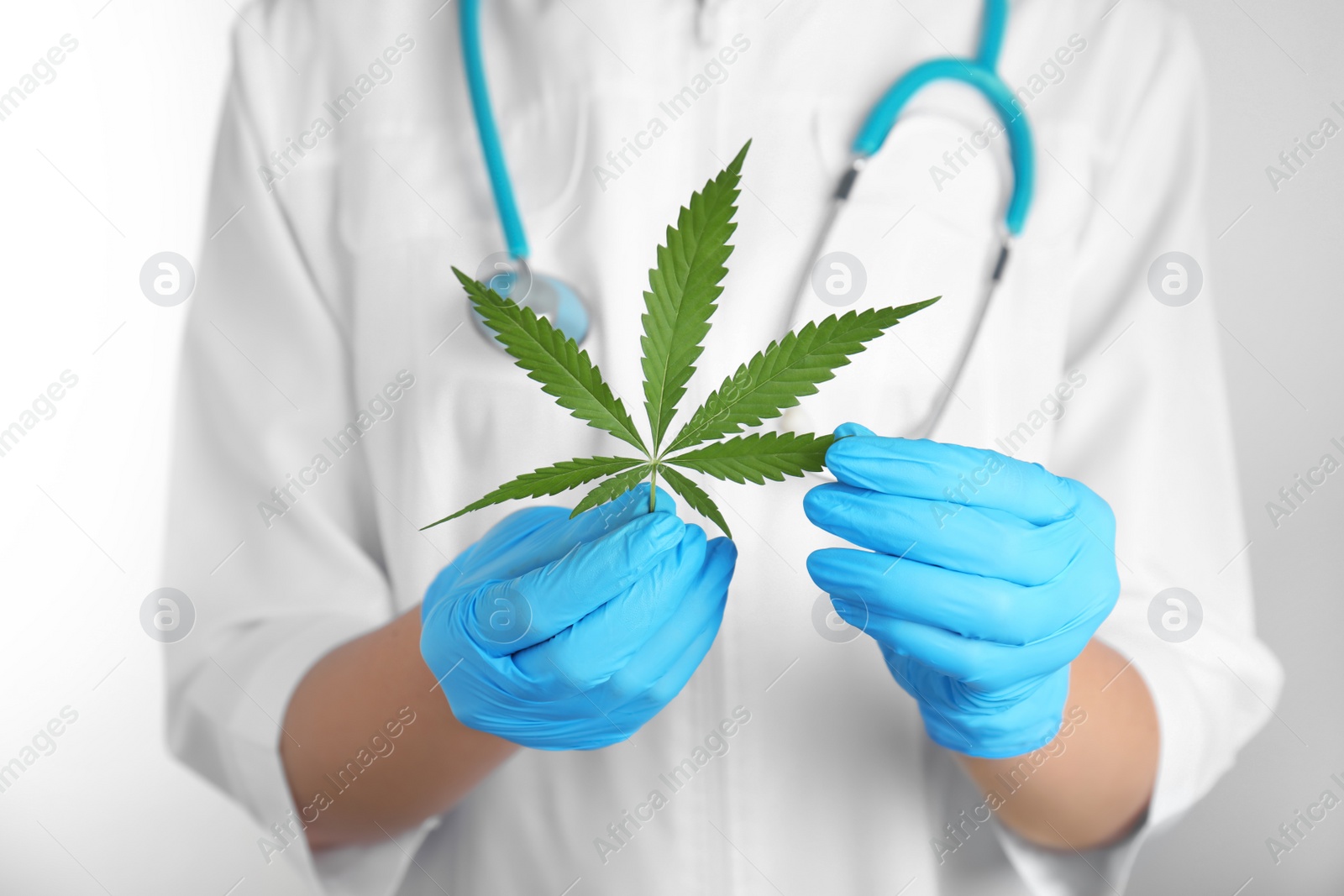 Photo of Doctor holding fresh hemp leaf on white background, closeup. Medical cannabis