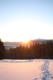 Photo of Picturesque view of conifer forest covered with snow at sunset