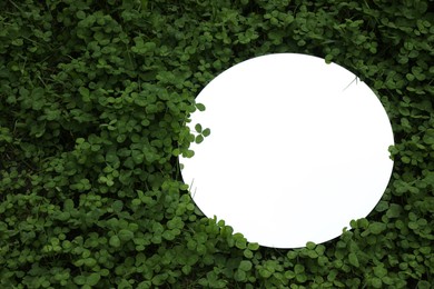 Photo of Round mirror among clovers, above view. Space for text