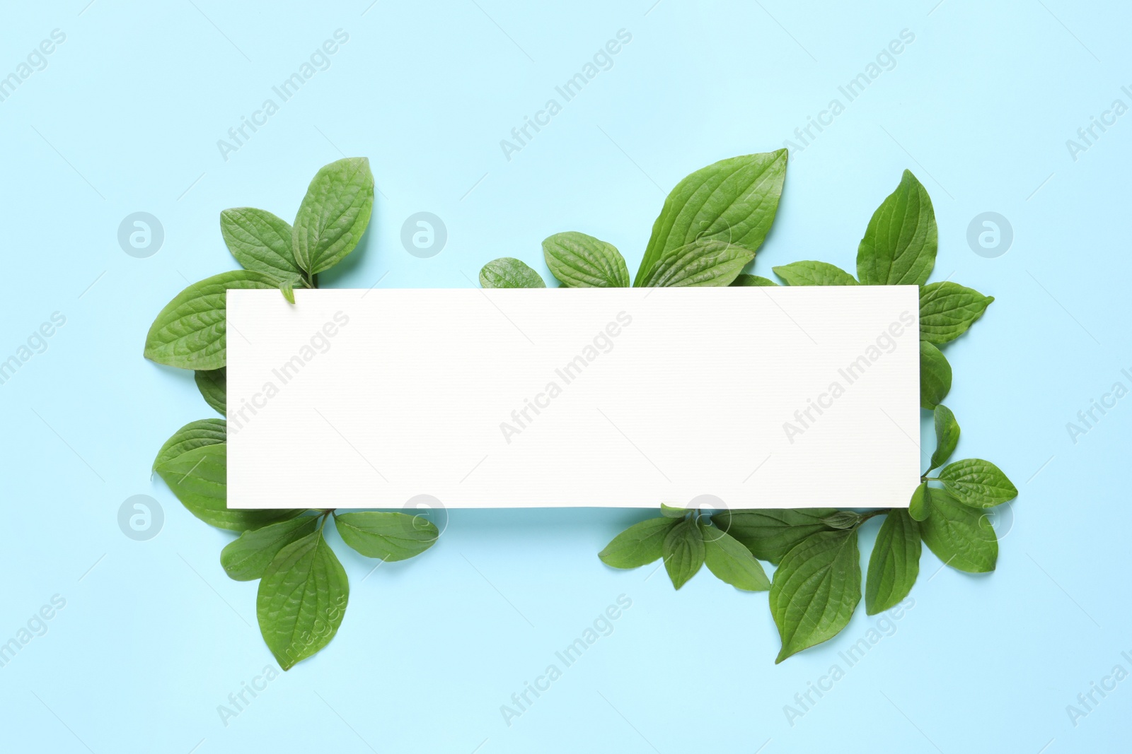 Photo of Blank card and spring green leaves on color background, flat lay. Space for text