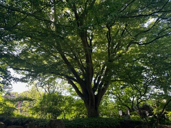 Photo of Beautiful tree with lush green leaves growing outdoors
