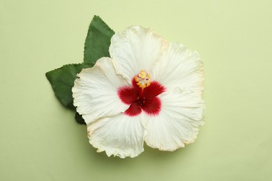 Photo of Beautiful tropical hibiscus flower with leaves on light green background, top view