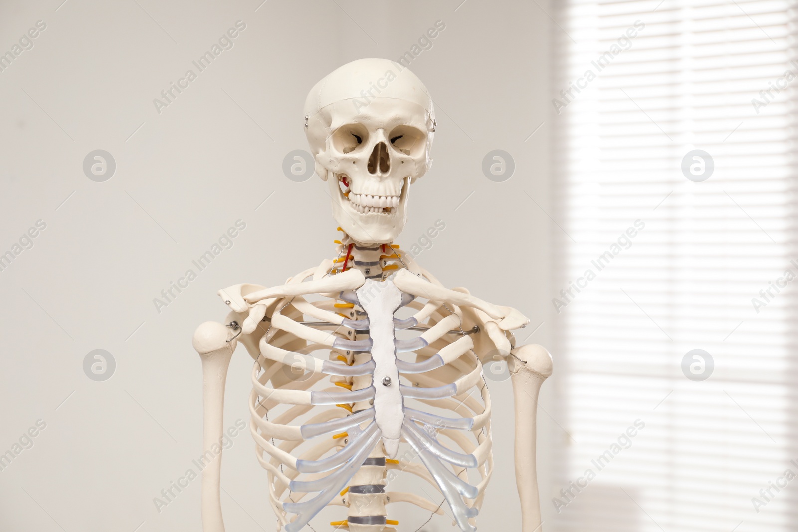 Photo of Artificial human skeleton model near window indoors