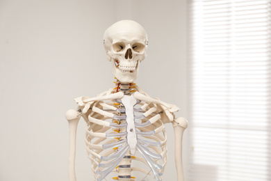 Photo of Artificial human skeleton model near window indoors