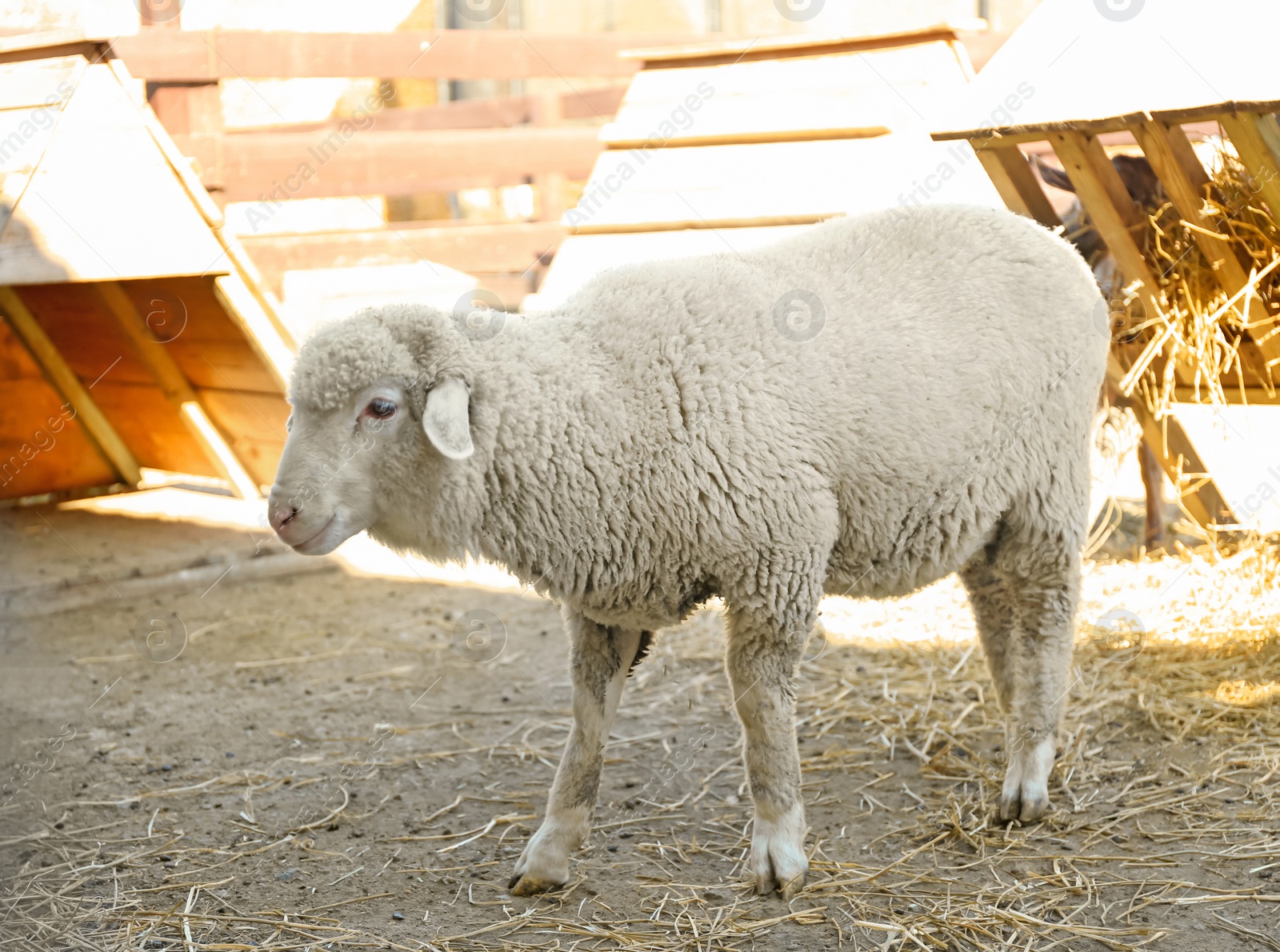 Photo of Cute funny sheep on farm. Animal husbandry