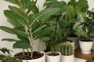 Many different potted houseplants near white wall