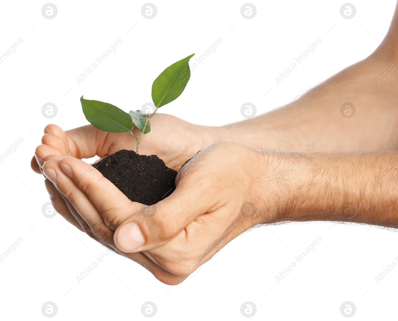 Photo of Man holding soil with green plant in hands on white background