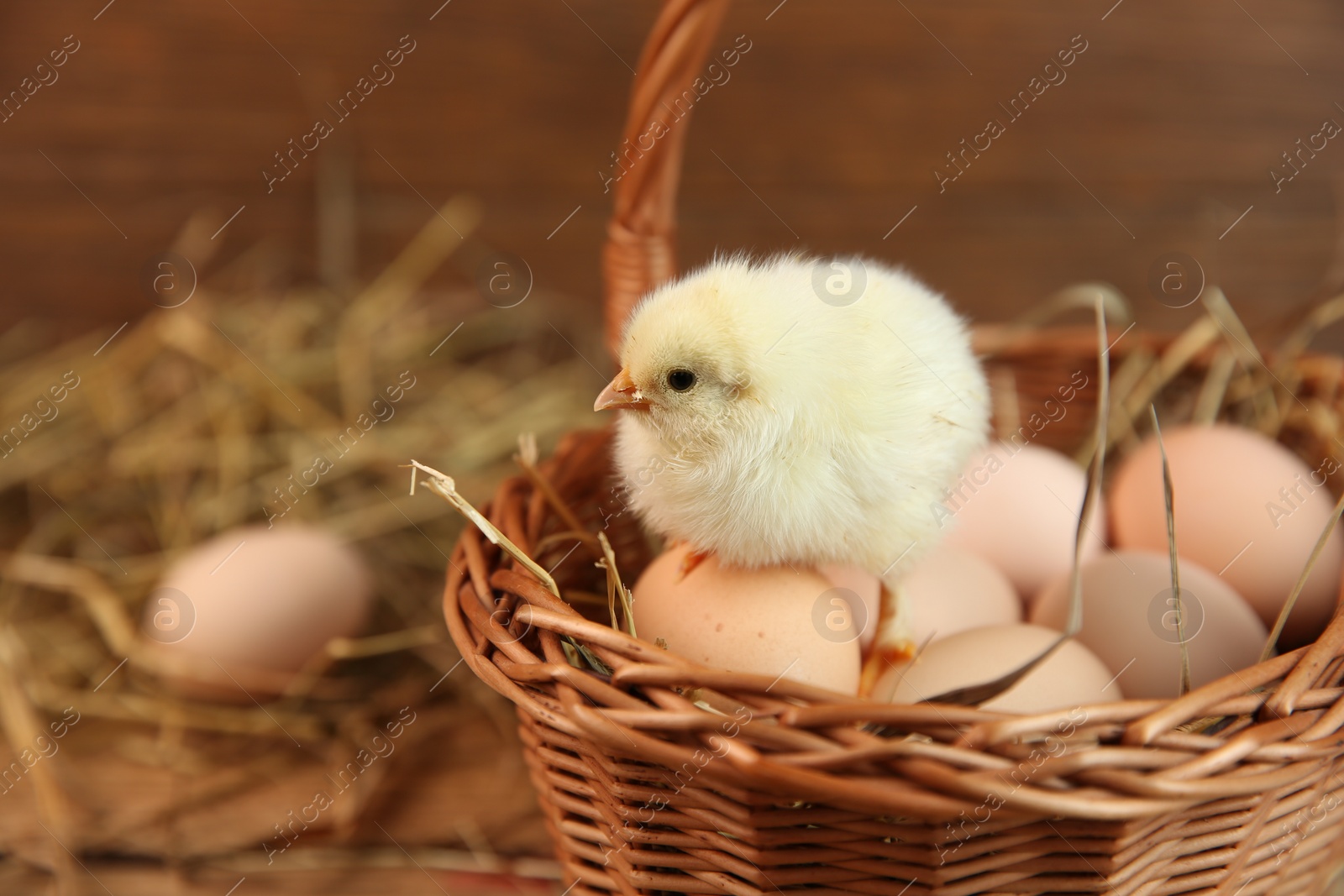 Photo of Cute chick and eggs in wicker basket on blurred background. Baby animal