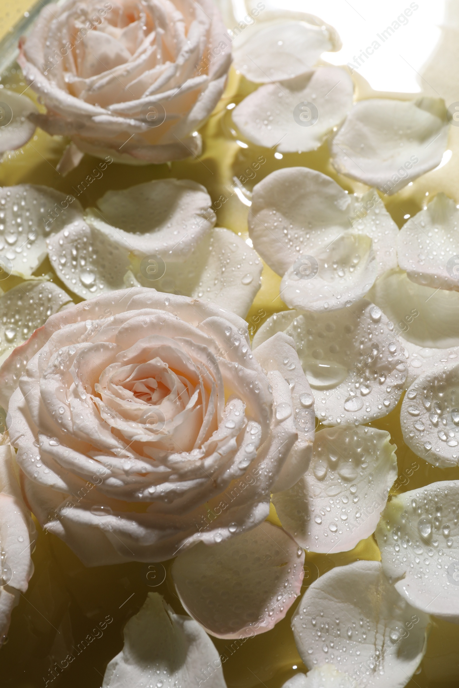 Photo of Beautiful roses and petals on water, closeup