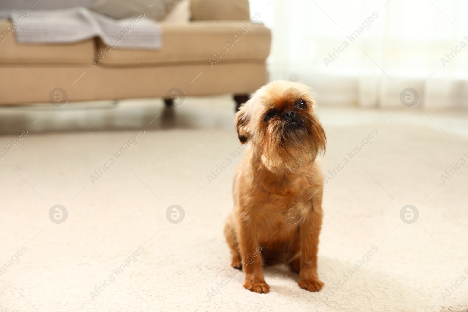 Photo of Portrait of funny Brussels Griffon dog on carpet at home. Space for text