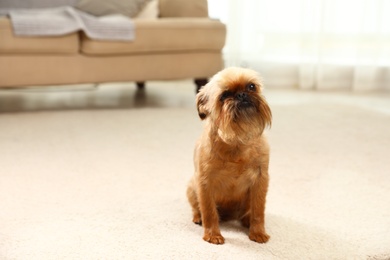 Photo of Portrait of funny Brussels Griffon dog on carpet at home. Space for text