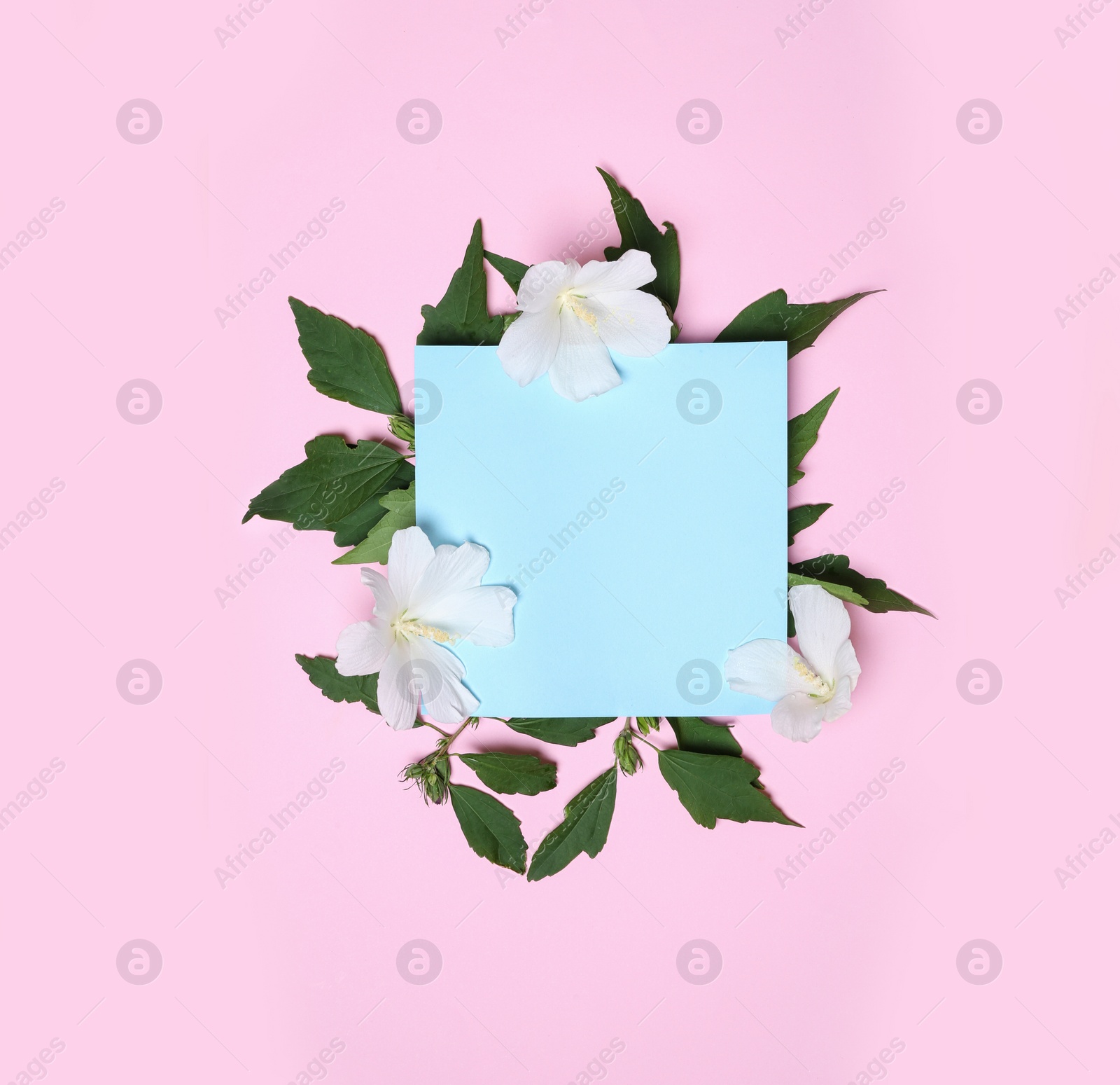 Photo of Flat lay composition with tropical Hibiscus flowers on pink background. Space for text